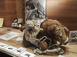 presented by Michael Krebber amp Sebastian Höckelmann — Jack Smith Antonius Höckelmann — Exhibitions — Galerie Buchholz — Image 28