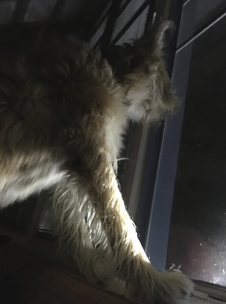 Go to the window — Mayo Thompson — Exhibitions — Galerie Buchholz — Image 04