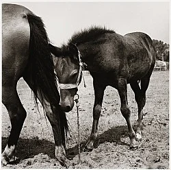 Moyra Davey Peter Hujar - Berlin 2020 — Moyra Davey Peter Hujar — Exhibitions — Galerie Buchholz — Image 137